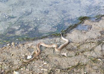 Villa d’Adda, shock per due pescatori: agganciato all’amo un serpente esotico di oltre un metro – FOTO