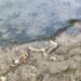 Villa d’Adda, shock per due pescatori: agganciato all’amo un serpente esotico di oltre un metro – FOTO