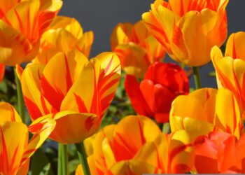 Meteo Isola Bergamasca: inizio settimana primaverile, ma attenzione alla “sorpresa” di mercoledì