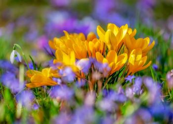 Meteo Isola: inizio con l’ombrello, poi esplode la primavera; le previsioni della settimana